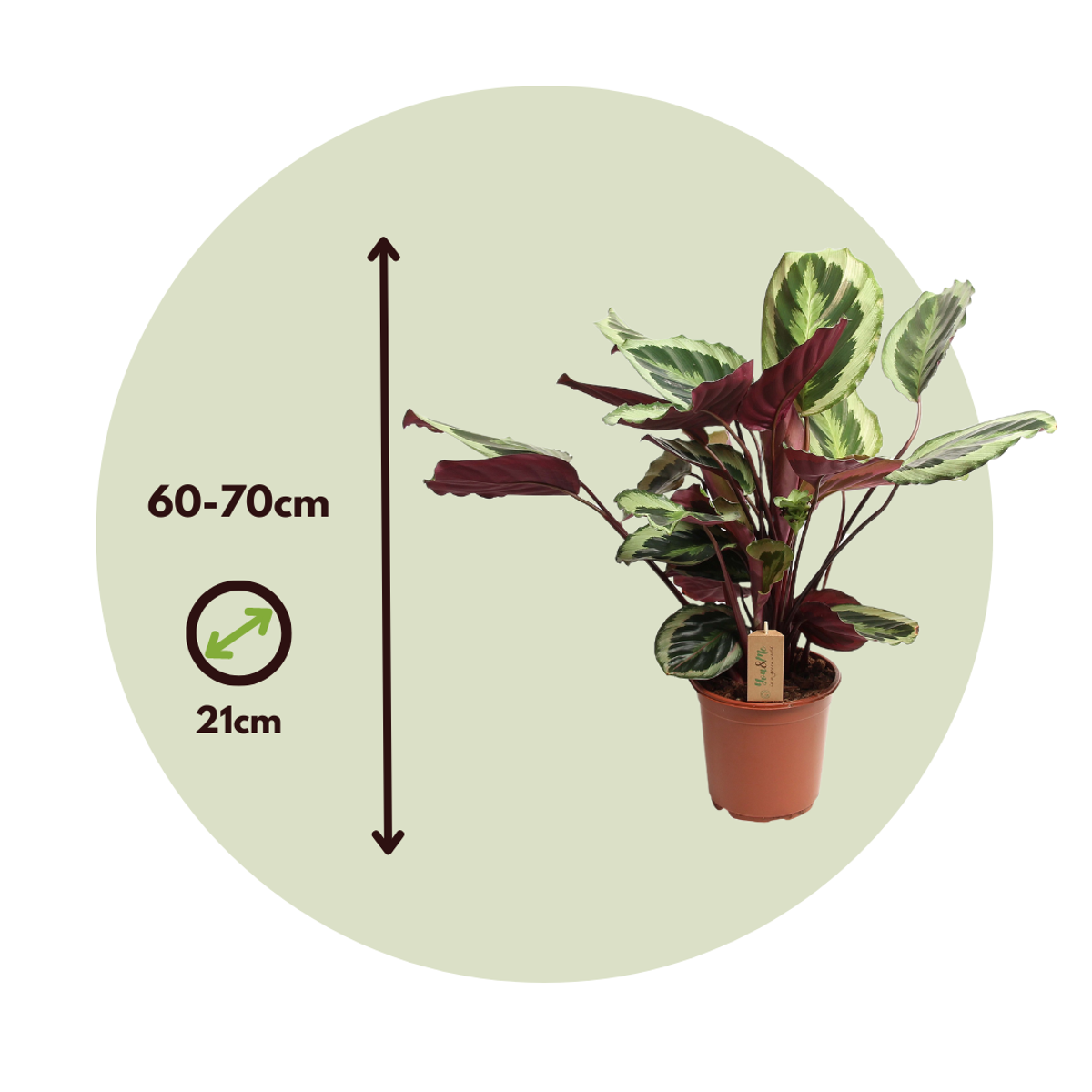 Calathée - Calathea 'Marion' - Hauteur 60-70cm - ⌀21cm
