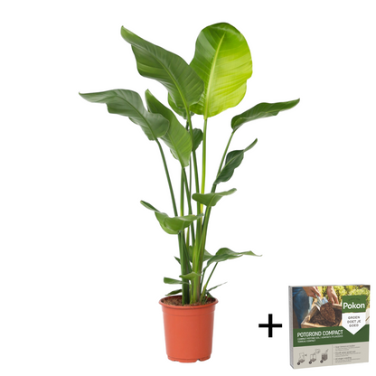Giant Bird of Paradise - Strelitzia nicolai - Height 90-110cm - ⌀21cm