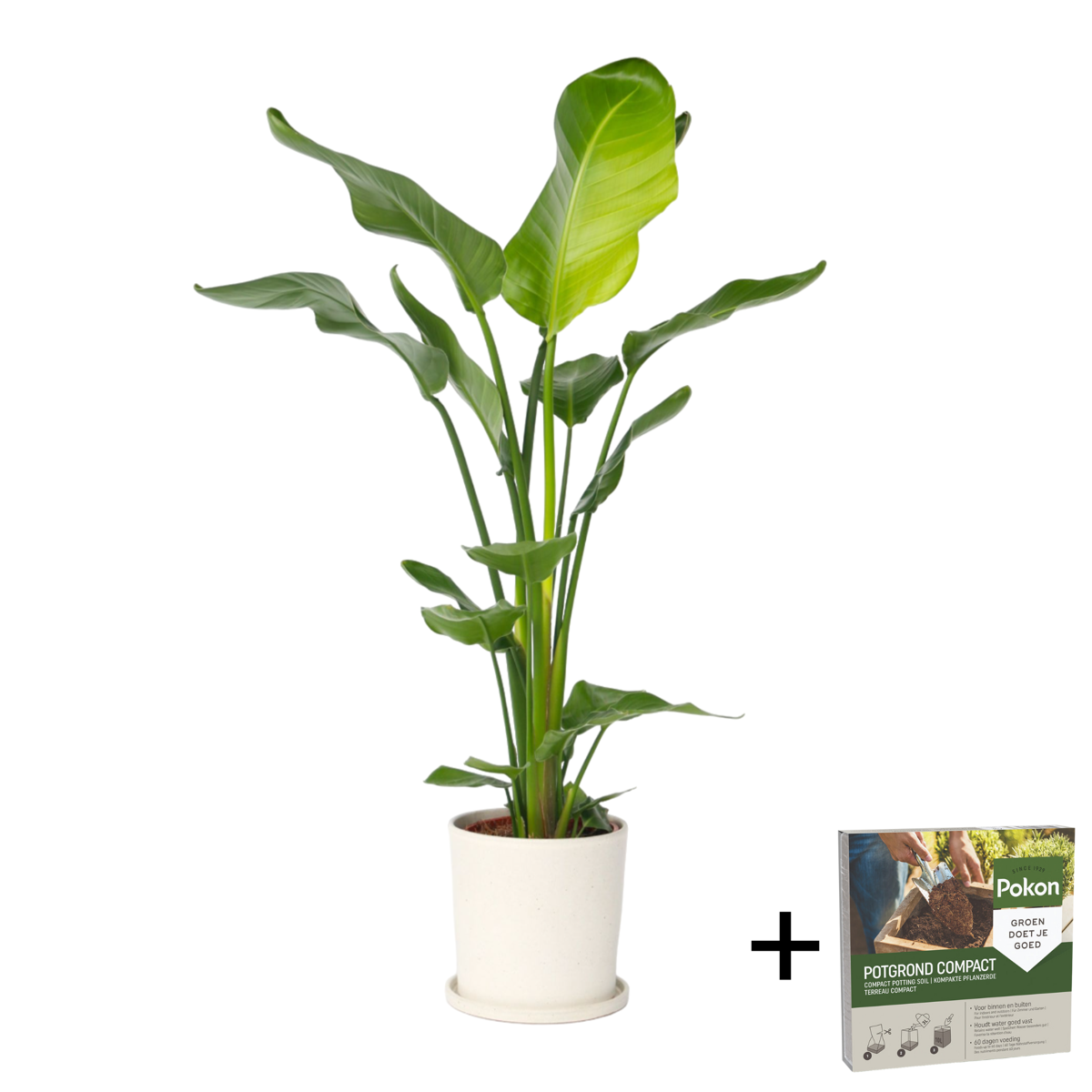 Giant Bird of Paradise - Strelitzia nicolai - Height 90-110cm - ⌀21cm