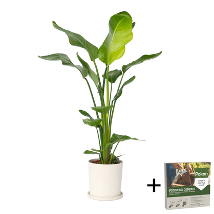Giant Bird of Paradise - Strelitzia nicolai - Height 90-110cm - ⌀21cm