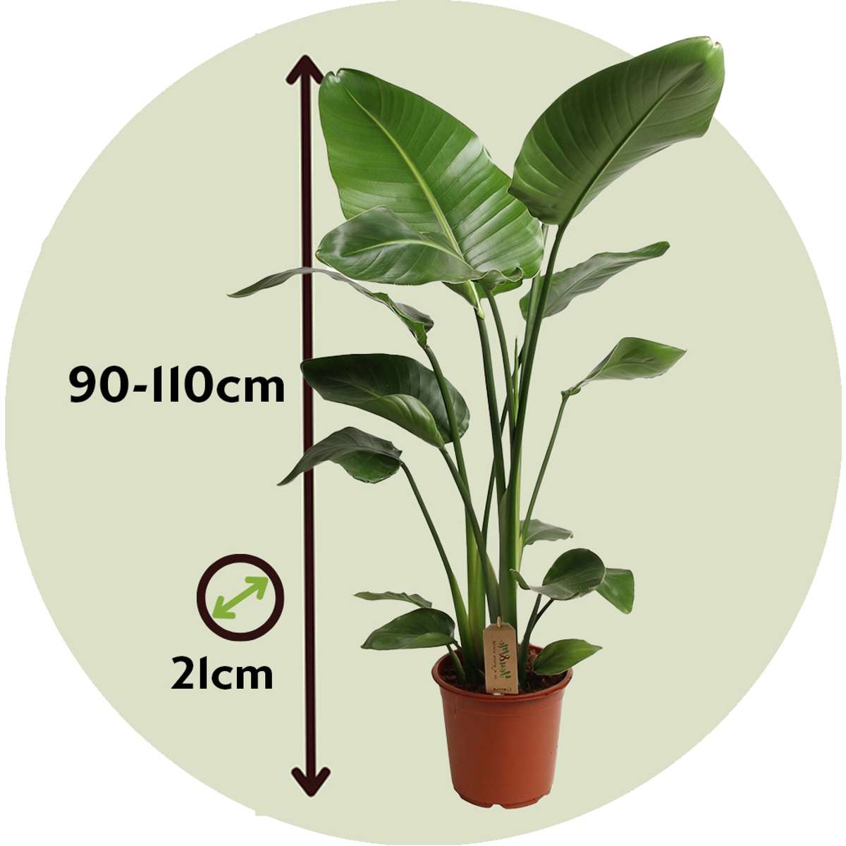 Giant Bird of Paradise - Strelitzia nicolai - Height 90-110cm - ⌀21cm