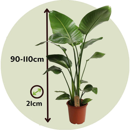 Giant Bird of Paradise - Strelitzia nicolai - Height 90-110cm - ⌀21cm