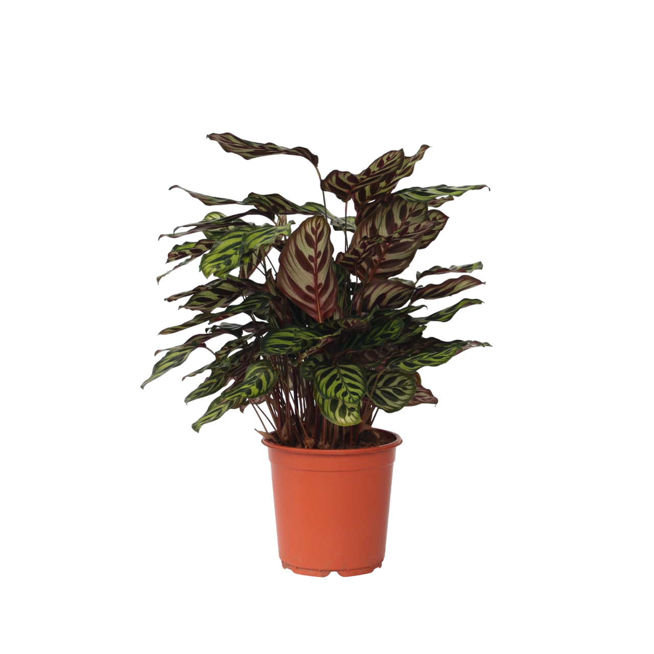 Calathée - Calathea 'Makoyana' - Hauteur 60-70cm - ⌀21cm