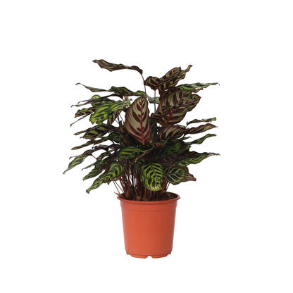 Calathée - Calathea 'Makoyana' - Hauteur 60-70cm - ⌀21cm