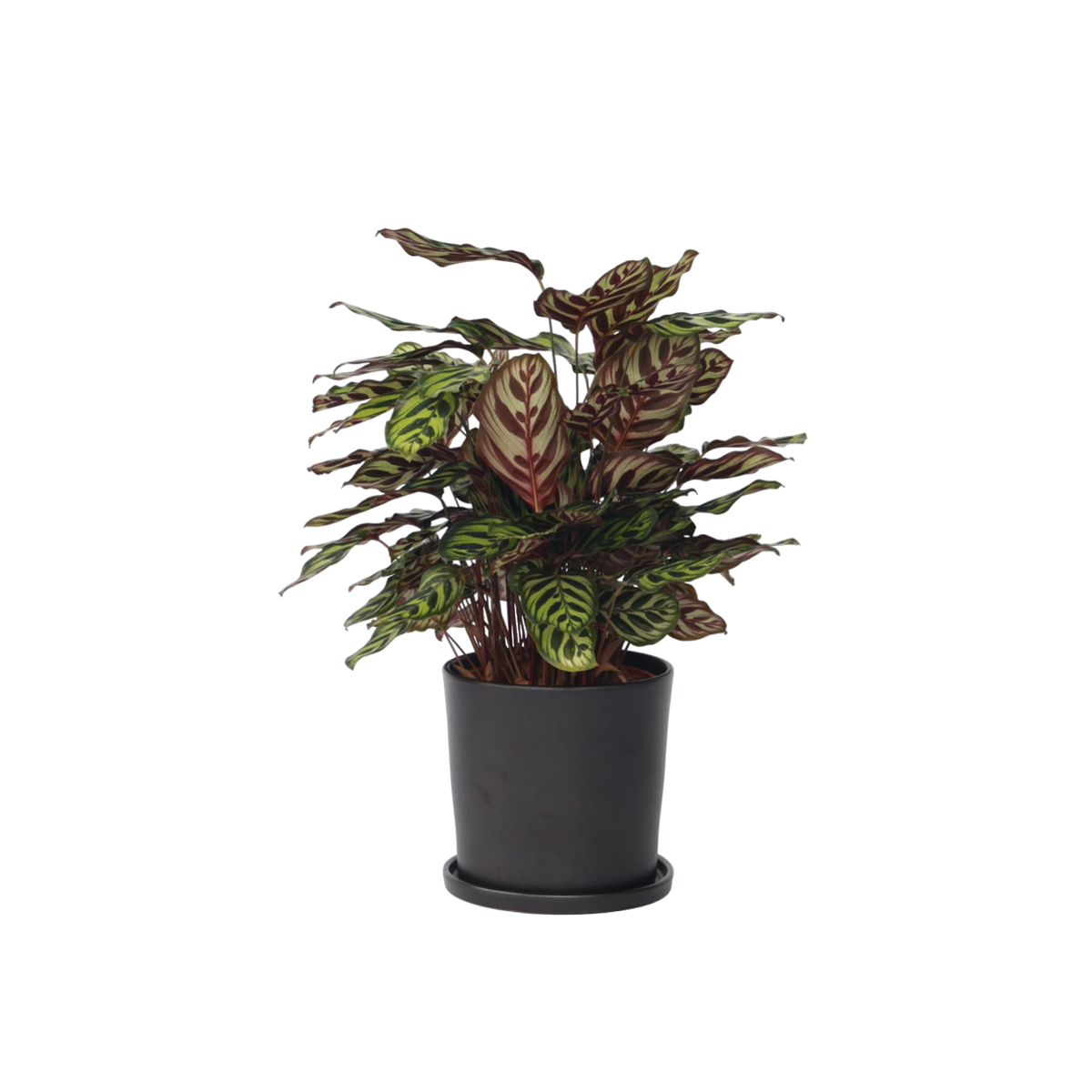 Calathée - Calathea 'Makoyana' - Hauteur 60-70cm - ⌀21cm