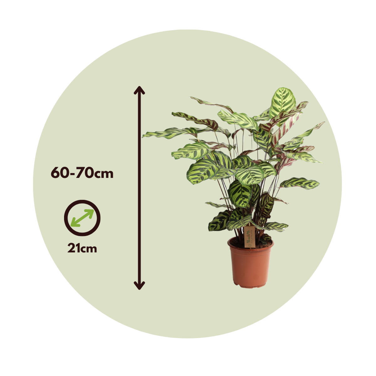 Calathée - Calathea 'Makoyana' - Hauteur 60-70cm - ⌀21cm