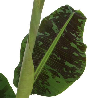 Bananaier nain - Musa 'Dwarf Cavendish' - Hauteur 90-100cm - ⌀21cm