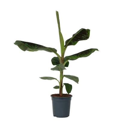 Bananaier nain - Musa 'Dwarf Cavendish' - Hauteur 90-100cm - ⌀21cm