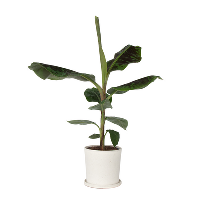Bananaier nain - Musa 'Dwarf Cavendish' - Hauteur 90-100cm - ⌀21cm