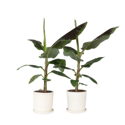 Bananaier nain - Set de 2 - Musa 'Dwarf Cavendish' - Hauteur 90-100cm - ⌀21cm