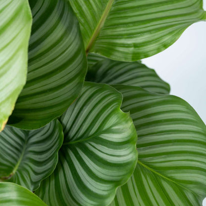 Calathée à feuilles rondes - Calathea 'Orbifolia' - Hauteur 55-60cm - ⌀21cm