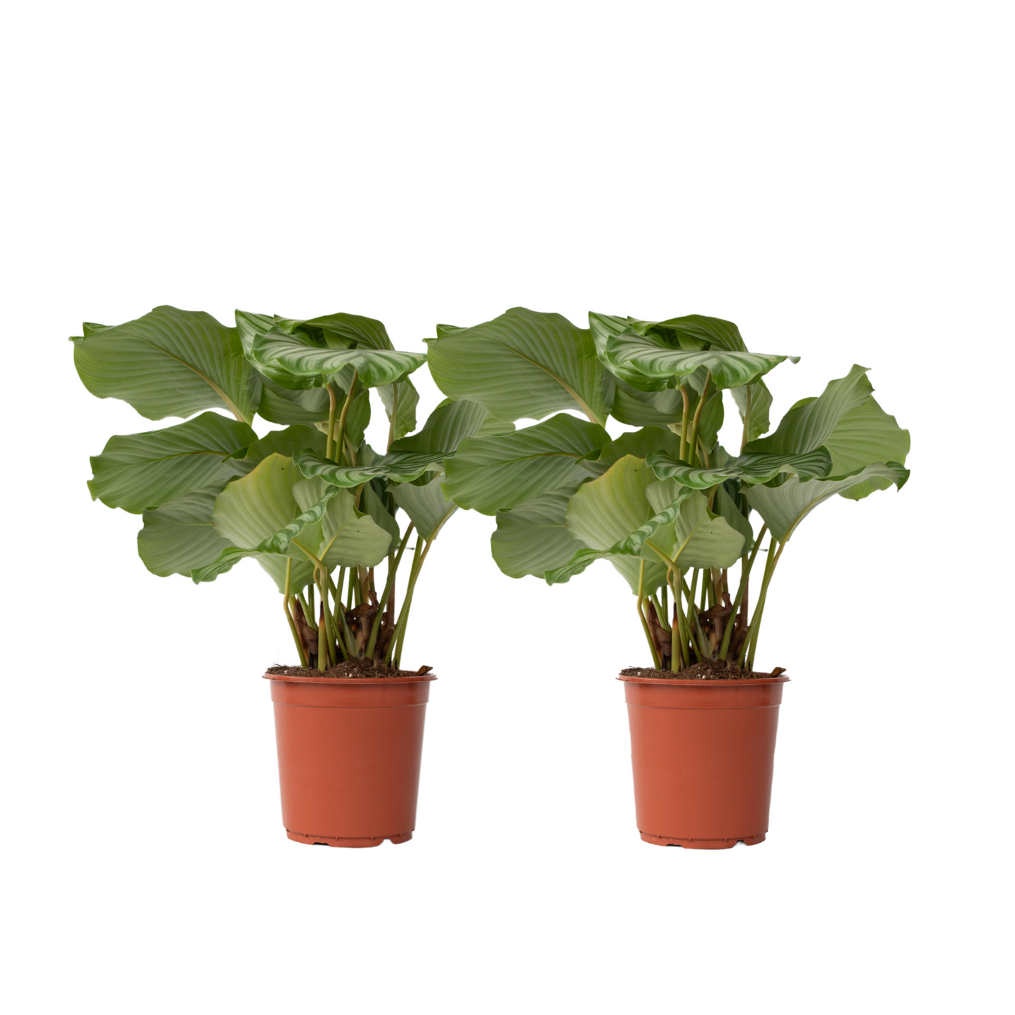 Calathée à feuilles rondes - Set de 2 - Calathea 'Orbifolia' - H55-60cm - ⌀21cm
