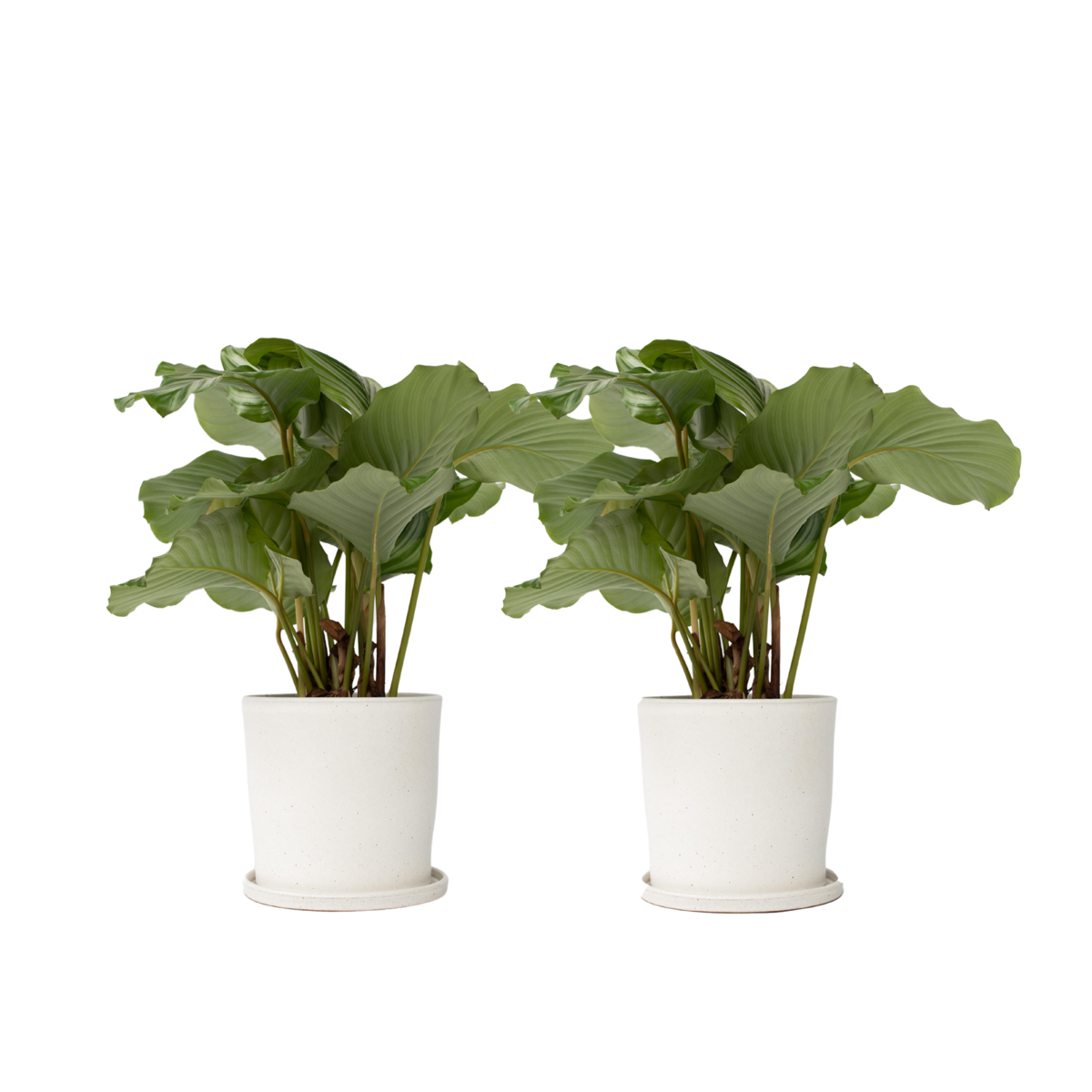Calathée à feuilles rondes - Set de 2 - Calathea 'Orbifolia' - H55-60cm - ⌀21cm