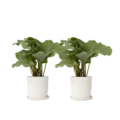 Calathée à feuilles rondes - Set de 2 - Calathea 'Orbifolia' - H55-60cm - ⌀21cm