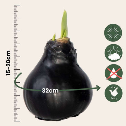 Amaryllis - hippeastrum 'Wax Black' - Bulbe de fleur - Rouge