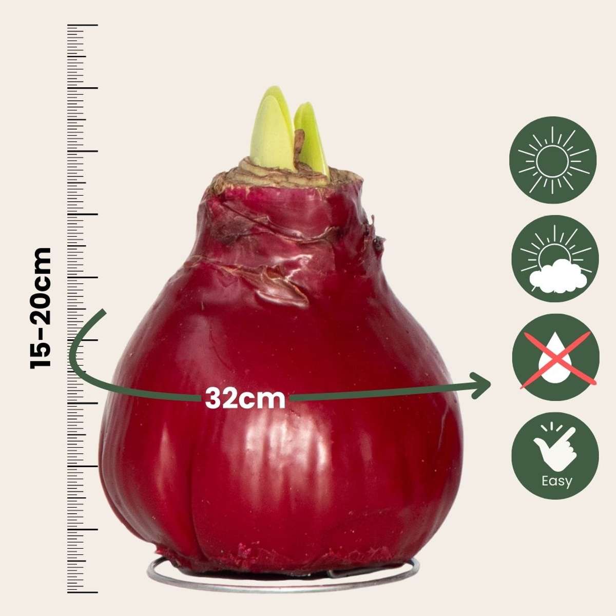 Amaryllis - Hippeastrum 'Wax Bordeaux' - Bulbe de fleur - Rouge