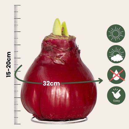 Amaryllis - Hippeastrum 'Wax Bordeaux' - Bulbe de fleur - Rouge