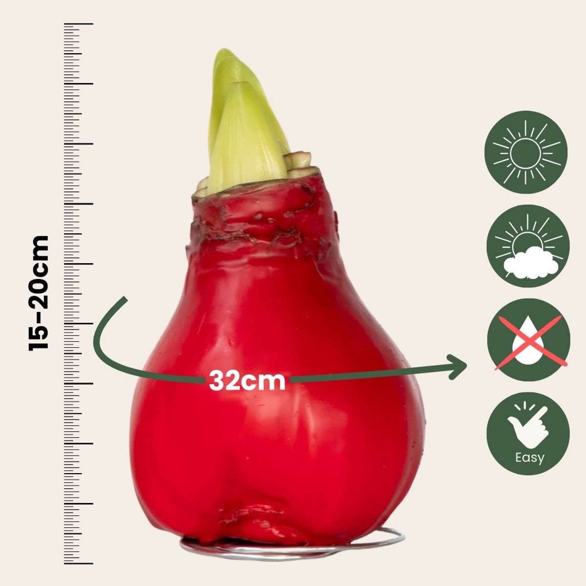 Amaryllis - Hippeastrum 'Wax Red' - Bulbe de fleur - Rouge