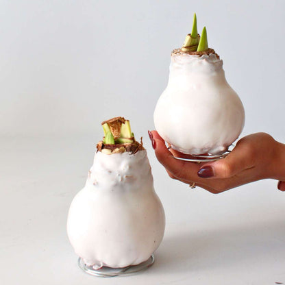 Amaryllis - Hippeastrum 'Wax White' - Bulbe de fleur - Rouge