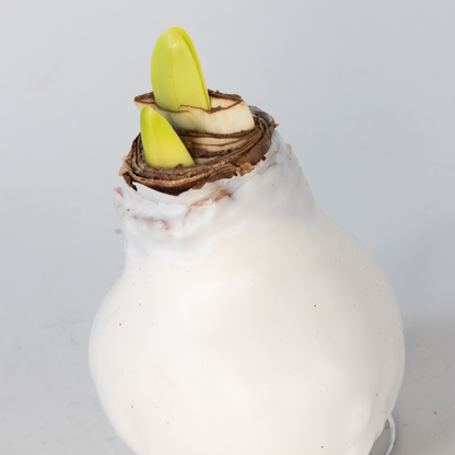 Amaryllis - Hippeastrum 'Wax White' - Bulbe de fleur - Rouge