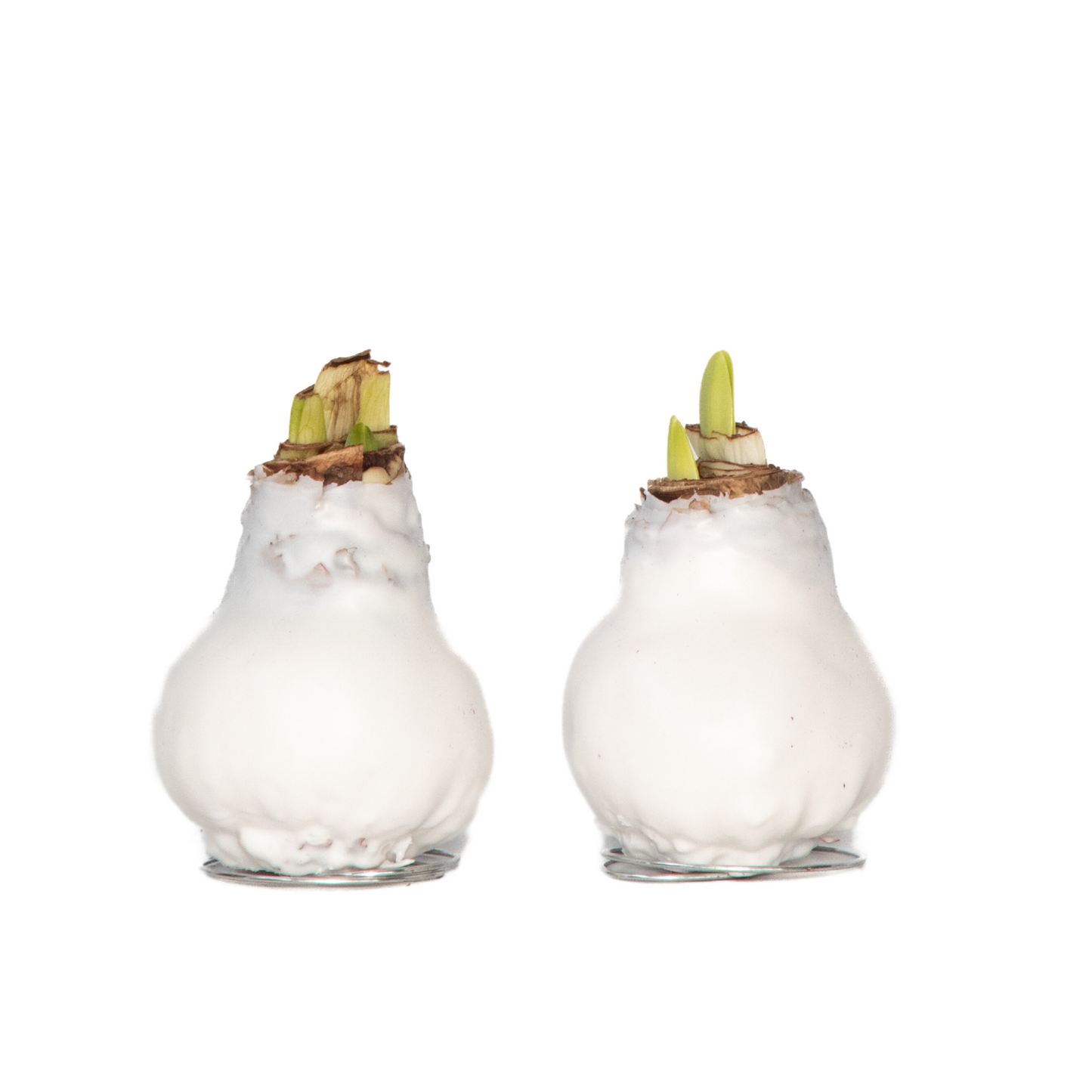 Amaryllis - Hippeastrum 'Wax White' - Bulbe de fleur - Rouge