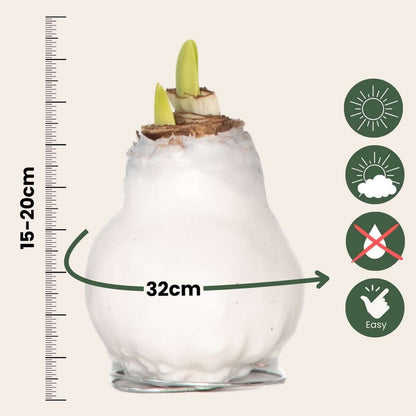 Amaryllis - Hippeastrum 'Wax White' - Bulbe de fleur - Rouge