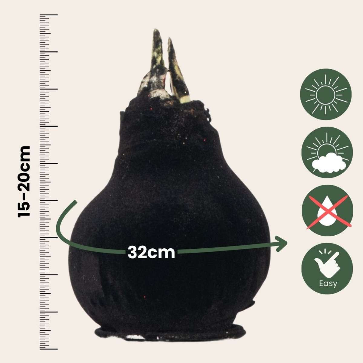 Amaryllis - Hippeastrum 'Velvet Black' - Bulbe de fleur - Rouge