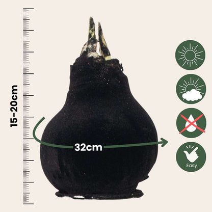 Amaryllis - Hippeastrum 'Velvet Black' - Bulbe de fleur - Rouge