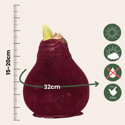 Amaryllis - Hippeastrum 'Velvet Bordeaux' - Bulbe de fleur - Rouge