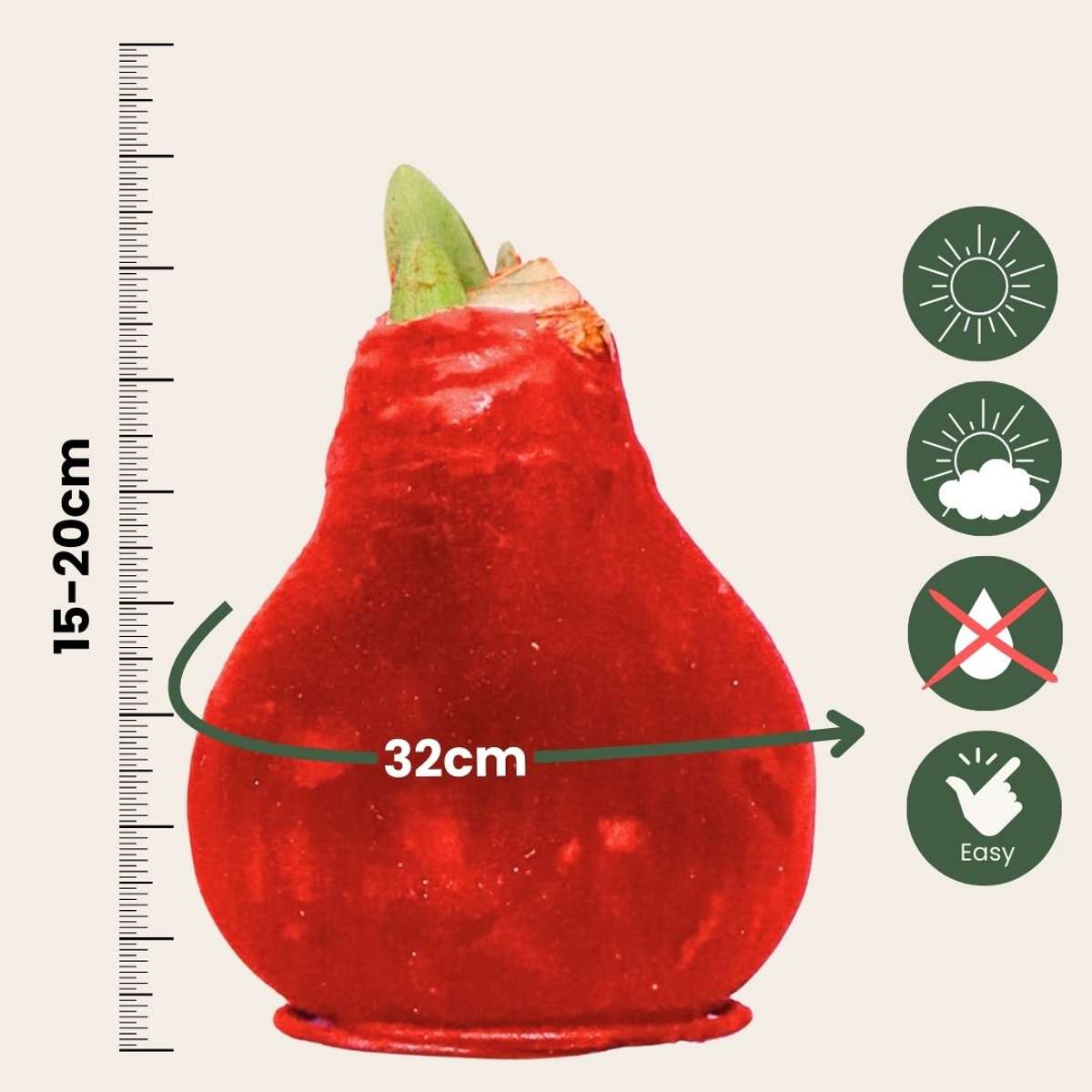 Amaryllis - Hippeastrum 'Velvet Red' - Bulbe de fleur - Rouge