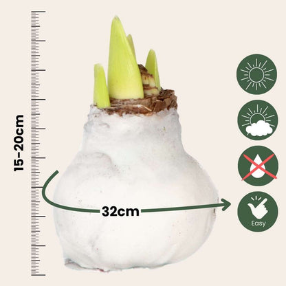 Amaryllis - Hippeastrum 'Velvet White' - Bulbe de fleur - Blanc