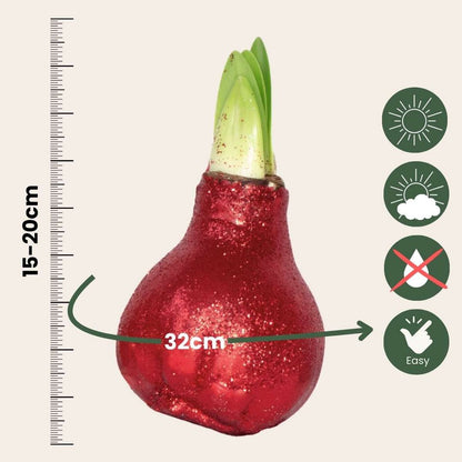 Amaryllis - Set de 3 - Hippeastrum 'Glitter Mix' - Bulbe de fleur - Rouge