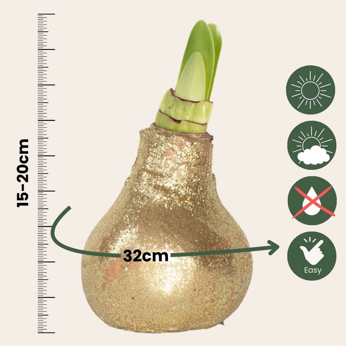 Amaryllis - Hippeastrum 'Glitter Gold' - Bulbe de fleur - Rouge