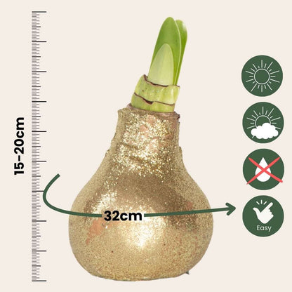 Amaryllis - Hippeastrum 'Glitter Gold' - Bulbe de fleur - Rouge