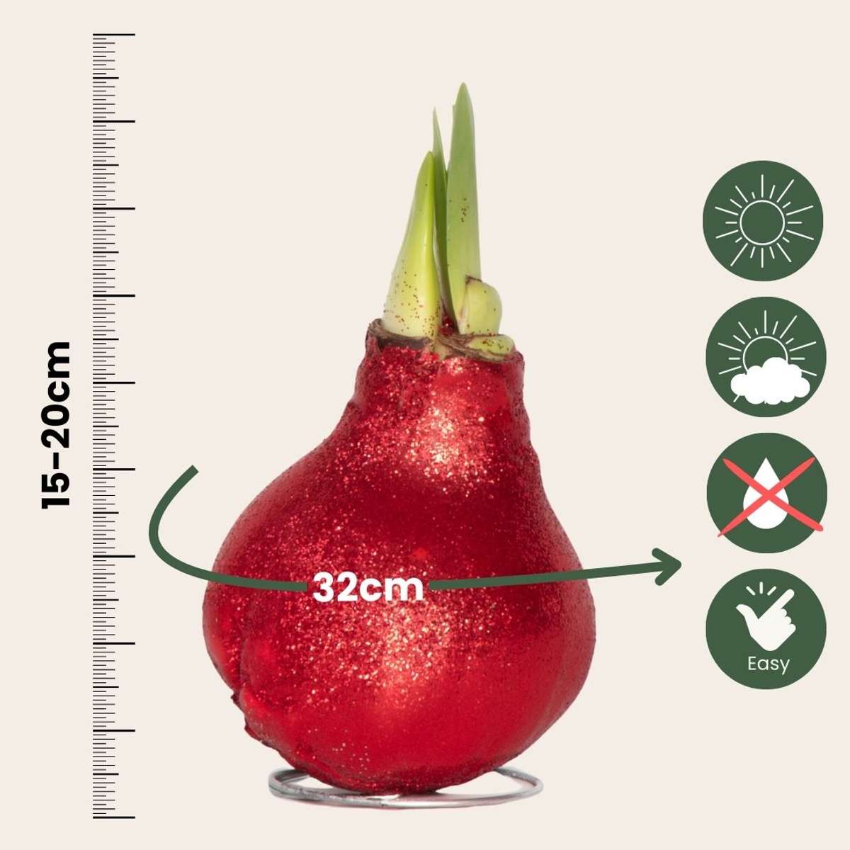 Amaryllis - Hippeastrum 'Glitter Red' - Bulbe de fleur - Rouge