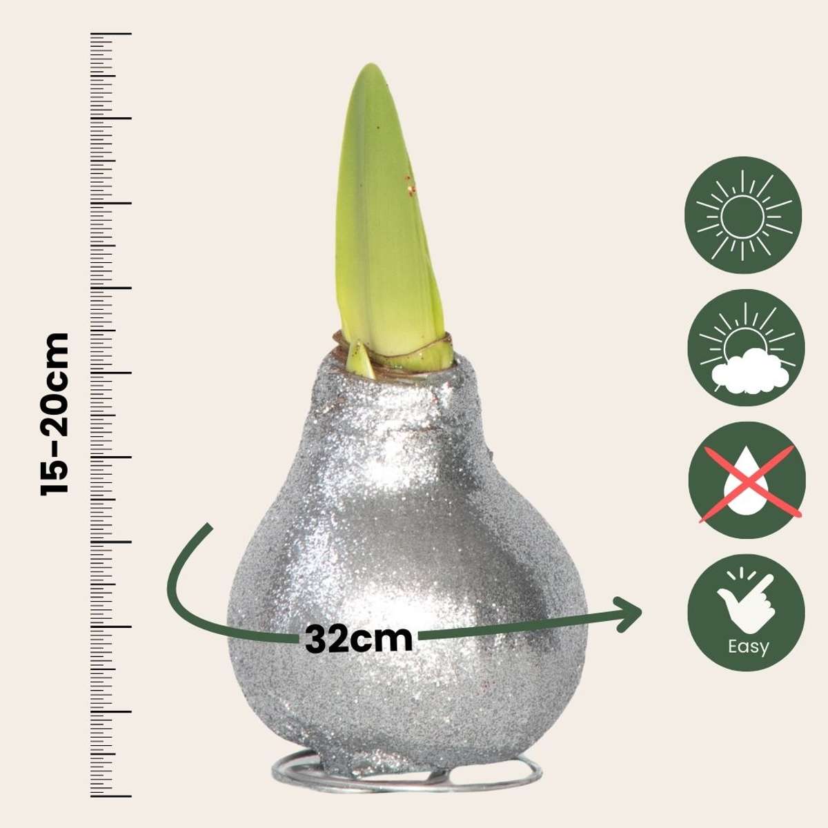 Amaryllis - Hippeastrum 'Glitter Silver' - Bulbe de fleur - Rouge