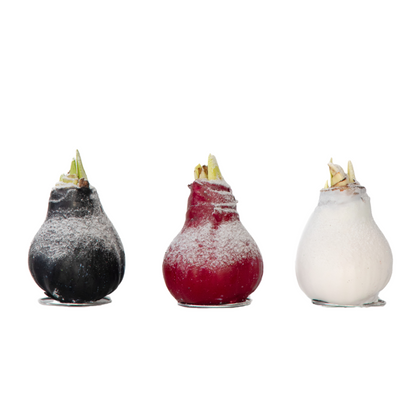 Amaryllis - Hippeastrum 'Wax Snow Mix' - Bulbe de fleur - Rouge