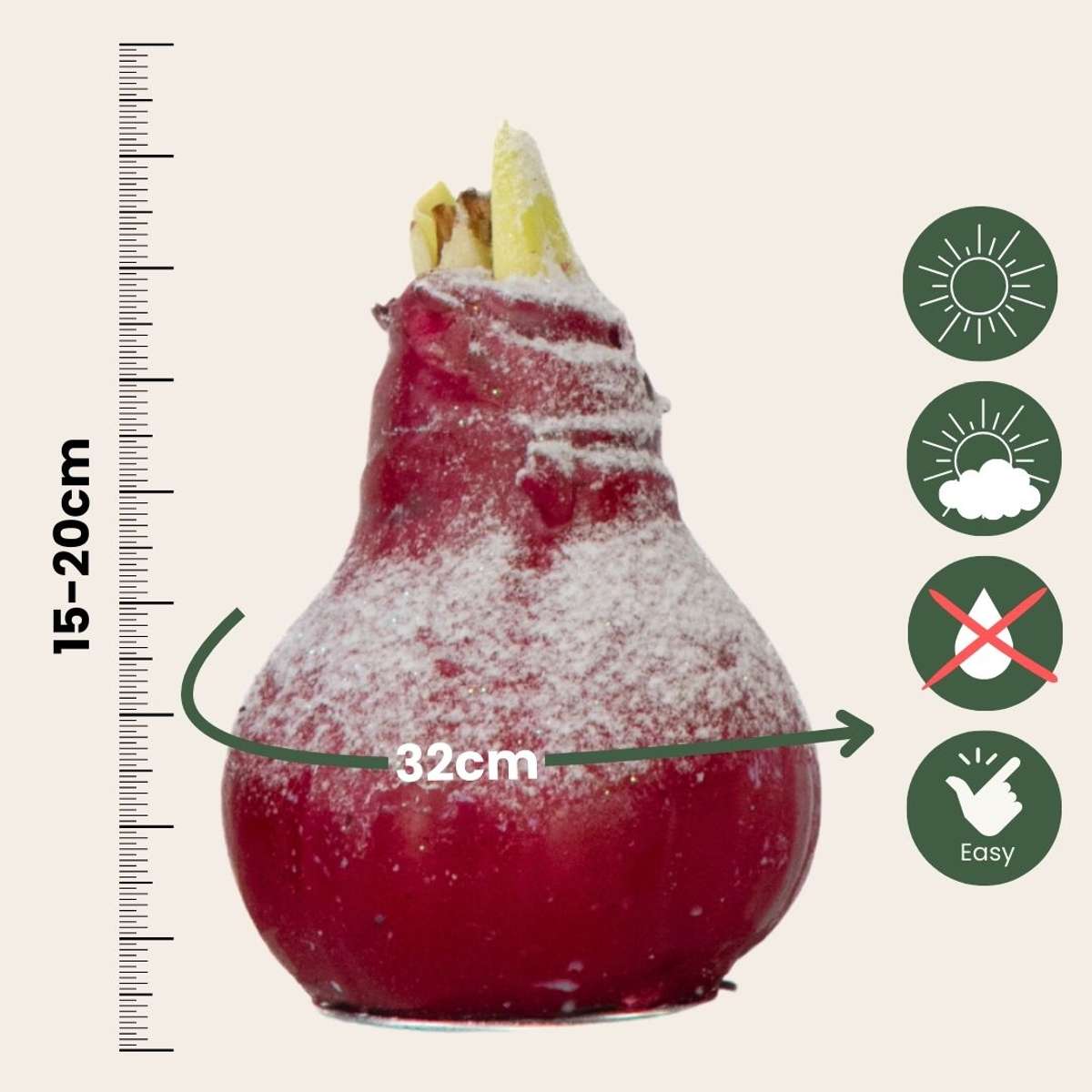 Amaryllis - Hippeastrum 'Wax Snow Mix' - Bulbe de fleur - Rouge