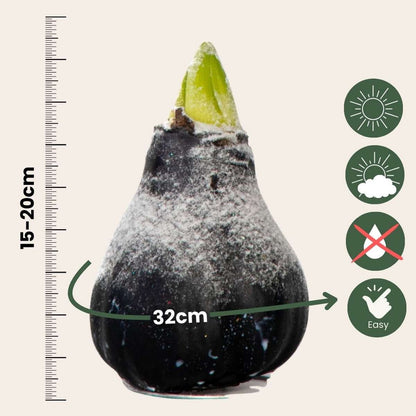 Amaryllis - hippeastrum 'Wax Snow Black' - Bulbe de fleur - Rouge