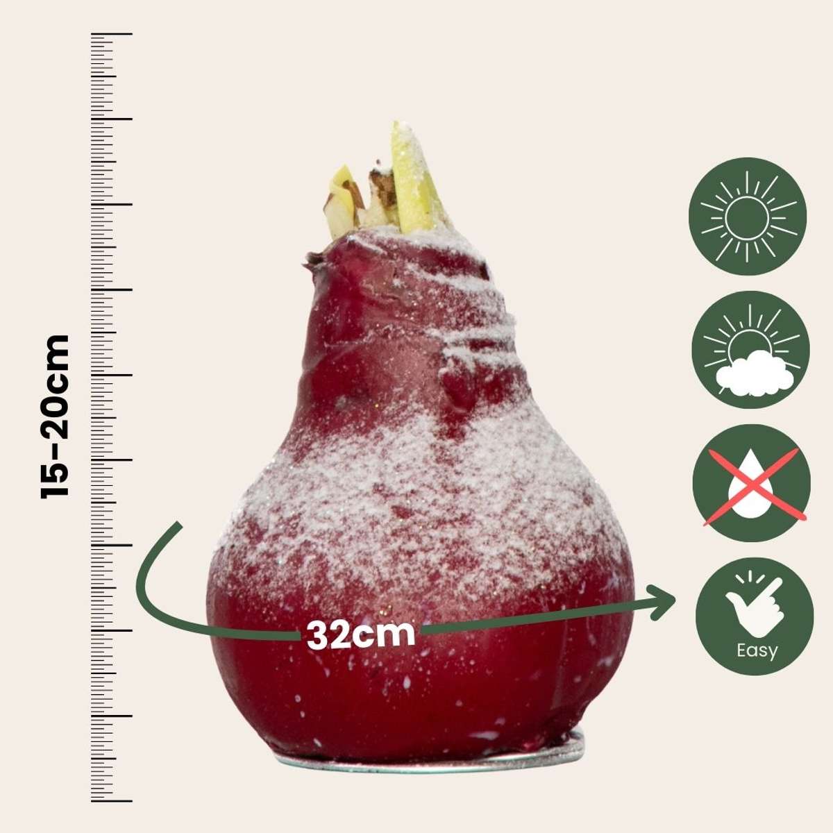 Amaryllis - Hippeastrum 'Wax Snow Red' - Bulbe de fleur - Rouge