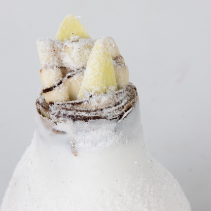 Amaryllis - Hippeastrum 'Wax Snow White' - Bulbe de fleur - Rouge