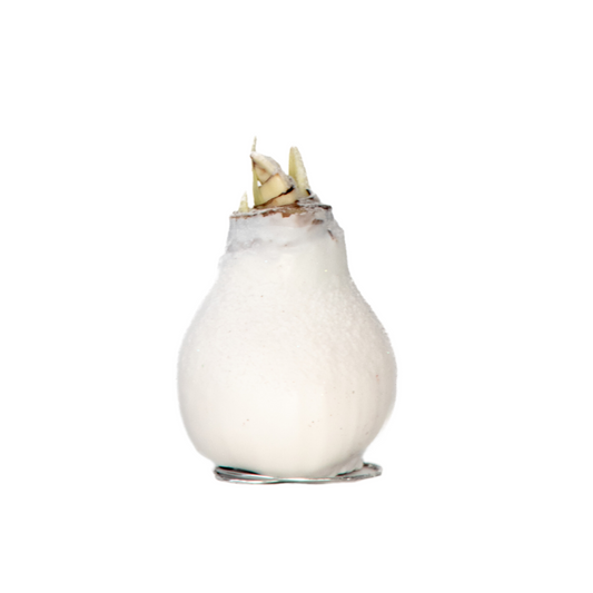 Amaryllis - Hippeastrum 'Wax Snow White' - Flower Bulb - Red