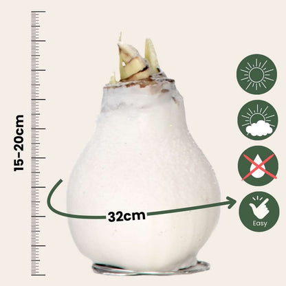 Amaryllis - Hippeastrum 'Wax Snow White' - Bulbe de fleur - Rouge