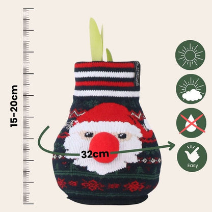 Amaryllis - Hippeastrum 'Santa Sweater' - Bulbe de fleur - Rouge