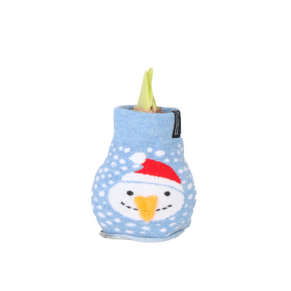 Amaryllis - Hippeastrum 'Snowman Sweater' - Flower Bulb - Red