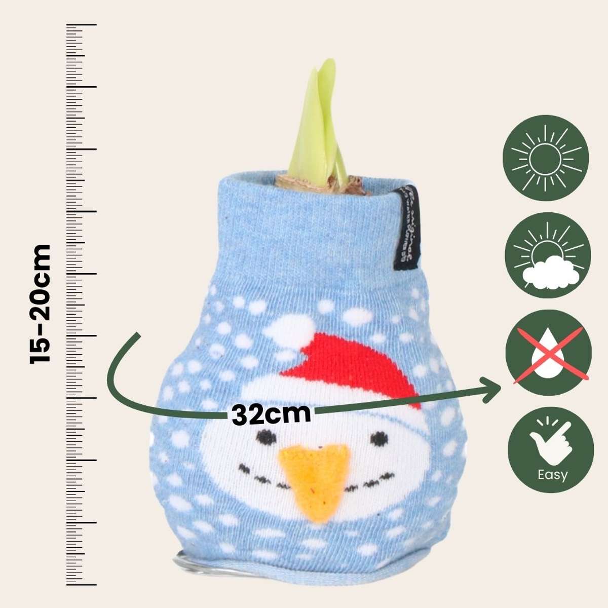 Amaryllis - Hippeastrum 'Snowman Sweater' - Bulbe de fleur - Rouge