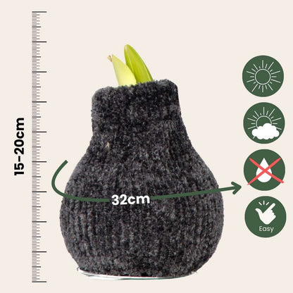 Amaryllis - Hippeastrum 'Cozy Teddy Gray' - Bulbe de fleur - Rouge