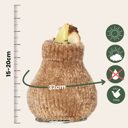 Amaryllis - Hippeastrum 'Cozy Teddy Gold' - Bulbe de fleur - Rouge