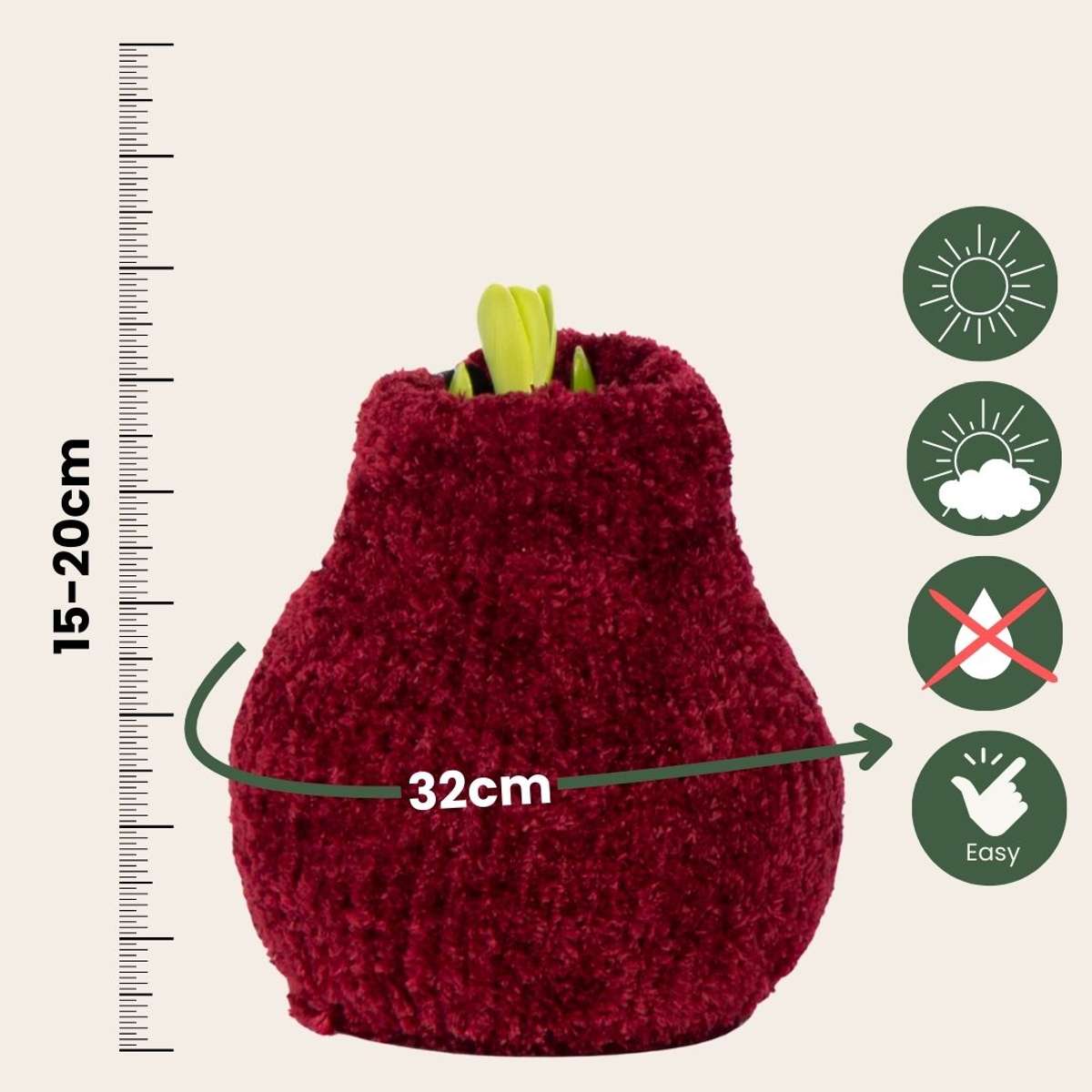 Amaryllis - Hippeastrum 'Cozy Teddy Red' - Bulbe de fleur - Rouge