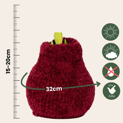 Amaryllis - Hippeastrum 'Cozy Teddy Red' - Bulbe de fleur - Rouge